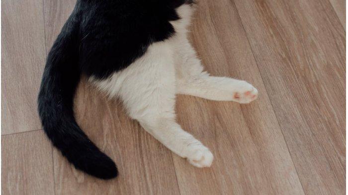 Ilustrasi kucing. Simak penyebab dan tips hewan peliharaan kucing terkena diare.