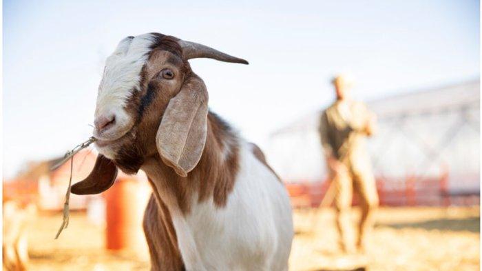 Ilustrasi kambing kurban
