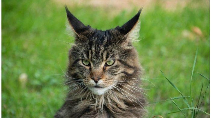 Maine Coon cat