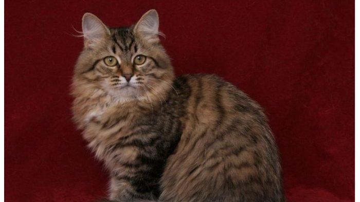 Kucing Siberian