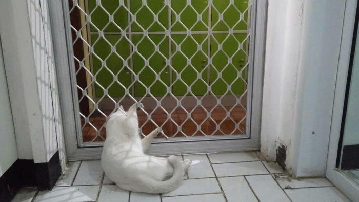 Kucing tersangkut terali pintu di apotek Lenteng Agung, Jagakarsa, Jakarta Selatan.