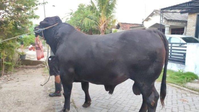 Penampakan hewan kurban Megawati Soekarnoputri yang didatangkan dari Pondok Pesantren An-Nidzhom Sukabumi. Sapi hitam ini akan disembelih di rumah Ketua Umum DPP PDI Perjuangan itu pada perayaan Idul Adha 1445 H, Senin (17/6/2024)i