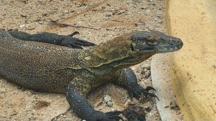 Pesona satwa komodo di Museum Komodo TMII
