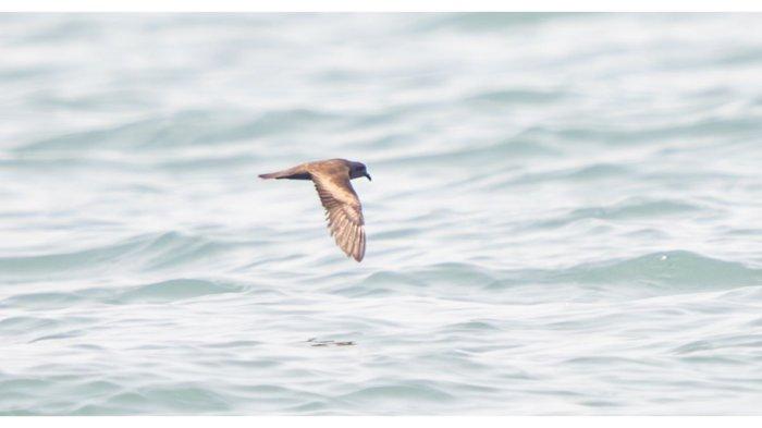 Petrel-badai swinhoe mencari makan di perairan Teluk Jakarta