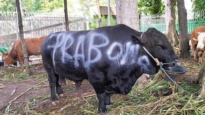 Sapi kurban dari Prabowo Subianto di Masjid Istiqlal, Jakarta Pusat, Minggu (16/4/2024)