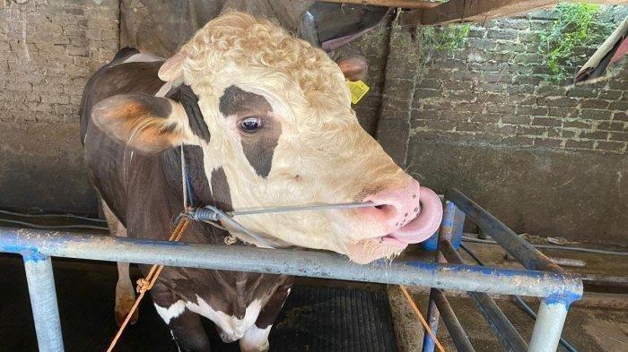 Sapi yang akan dikurbankan Presiden Jokowi di Istana Kepresidenan Bogor seberat 1,28 ton bernama Pancasona