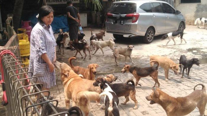 Suasana Pejaten Shelter atau dikenal penampungan anjing terbuang di seluruh DKI Jakarta.