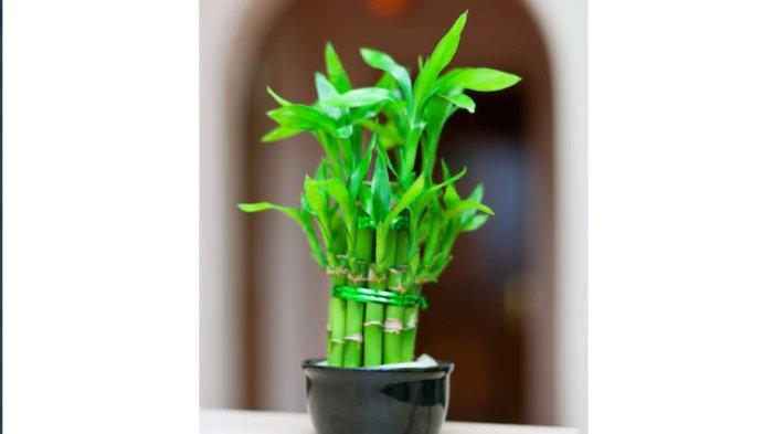 Tanaman hias bambu rezeki atau bambu keberuntungan.