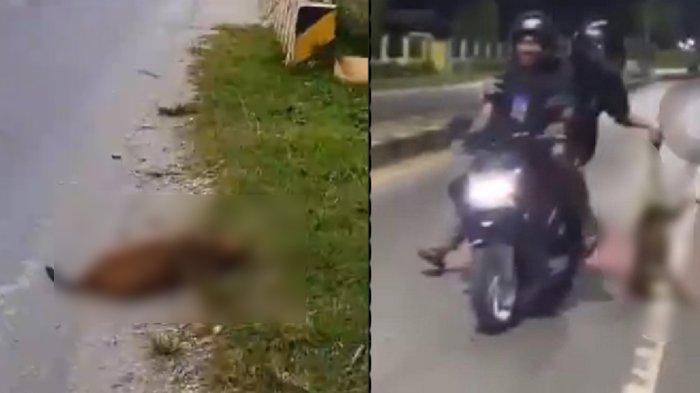 Terkuak kondisi anjing berbulu krem yang diseret tiga pria dari atas motor hingga kepalanya menyentuh aspal.