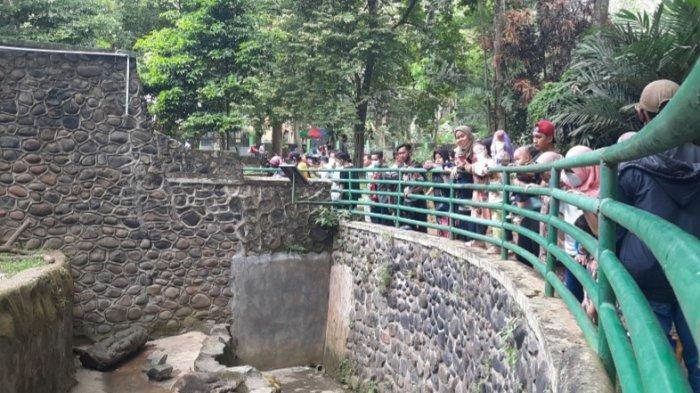 Suasana Ragunan pada H+1 Lebaran. Terlihat sejumlah warga asyik berwisata menengok aksi satwa-satwa di Ragunan.