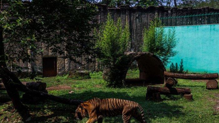 Harimau Sumatra terlihat di Taman Margasatwa Ragunan (TMR), Jakarta Selatan, Senin (2/8/2021).