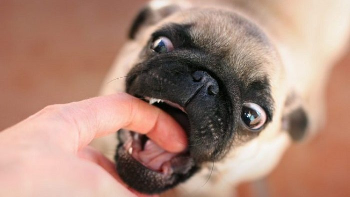 Ilustrasi anjing menggigit