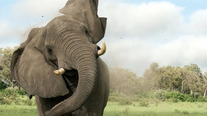 Ilustrasi gajah