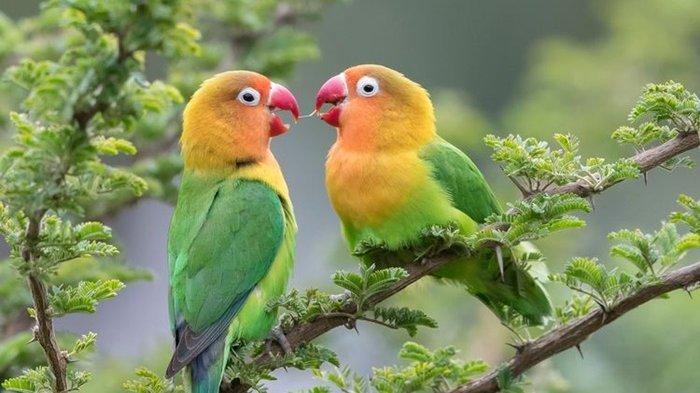 5 Jenis Lovebird Tercantik dan Terfavorit