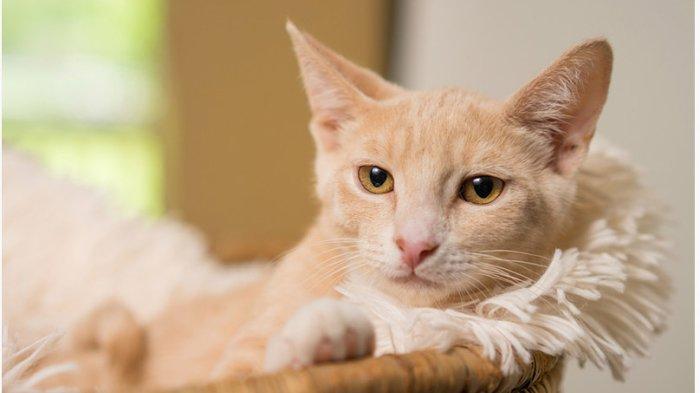 Domesthic Shorthair cat