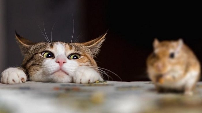 Kucing melihat tikus