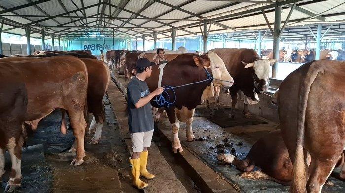 Sapi kurban Presiden Prabowo yang dibeli di peternakan BBS Farm di Kecamatan Jatiasih, Kota Bekasi.