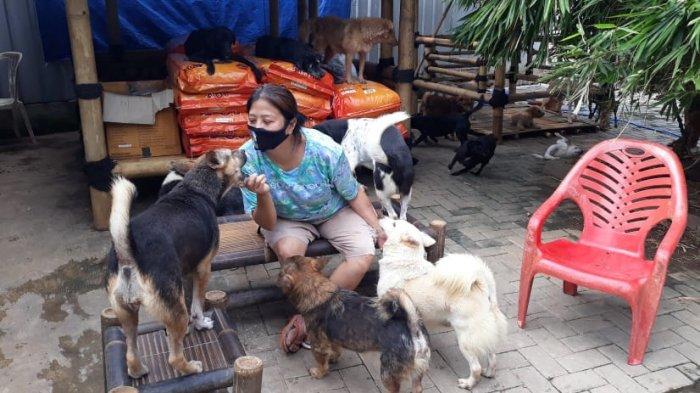 Susana Somali, pendiri Pejaten Shelter, tempat penampungan bagi anjing-anjing liar di Kawasan Pejaten Barat pada Sabtu (13/6/2020).