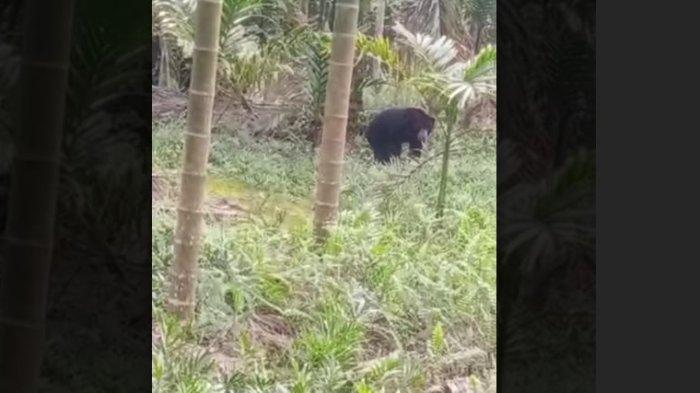 Beruang hitam di Hutan Jambi