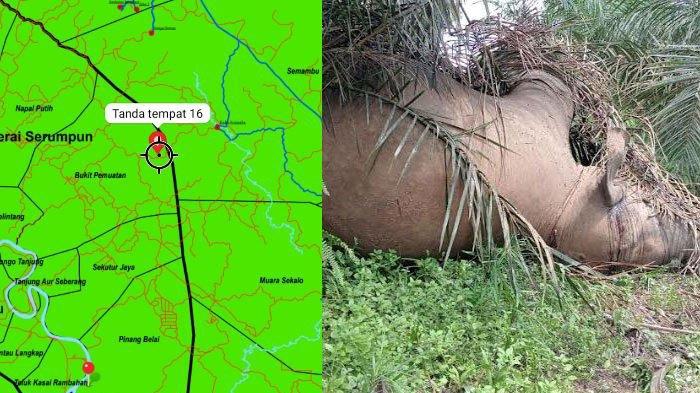 Lokasi gajah ditemukan mati di Tebo Jambi