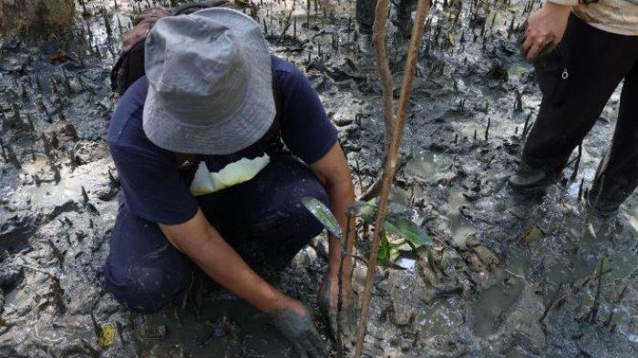 Penanaman mangrove oleh KTH Bakau Lestari dan proses monitoring tanaman melalui aplikasi Karlon pada Selasa, 2/7/2024 di Hutan Mangrove Pangkal Babu Desa Tungkal Satu, Kecamatan Tungkal Ilir, Kabupaten Tanjung Jabung Barat