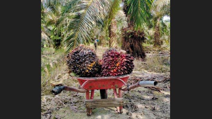 Harga sawit di Batang Hari Jambi Rp3.400 per kg, trend positif harga TBS dalam 2 periode