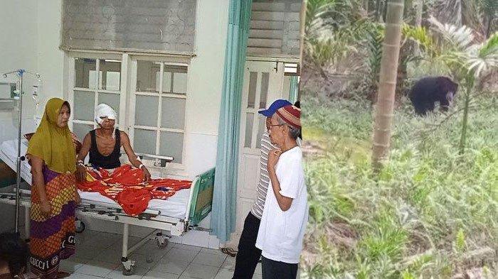 Kondisi Sopian usai diterkam beruang