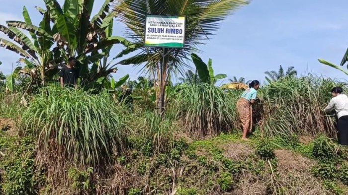 SUKU ANAK DALAM -  PT Sari Aditya Loka (SAL), anak usaha PT Astra Agro Lestari Tbk. (AALI), melakukan pembinaan kepada kelompok UMKM Berkah Serai Wangi (BSW) dan Suku Anak Dalam dalam ekosistem yang berkelanjutan