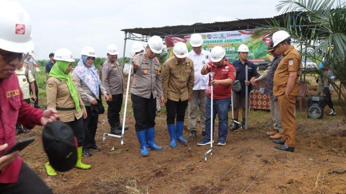 Gelar tanam perdana jagung di  PT Kresna Duta Agroindo  dan PT Satya Kisma Usaha, sebuah Perkebunan Kelapa Sawit di Kabupaten Merangin, Sarolangon dan Muara Bungo