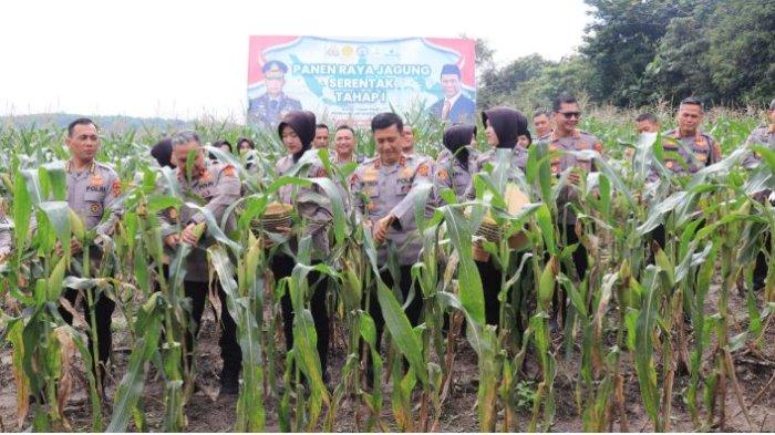 KETAHANAN PANGAN - Polda Jambi menggelar panen raya jagung perdana di lahan pertanian seluas 1 hektare yang berada di wilayah hukum Polres Muaro Jambi, Polda Jambi tepatnya di Desa Sei Gelam Kabupaten Muaro Jambi Rabu (26/2/2025).
