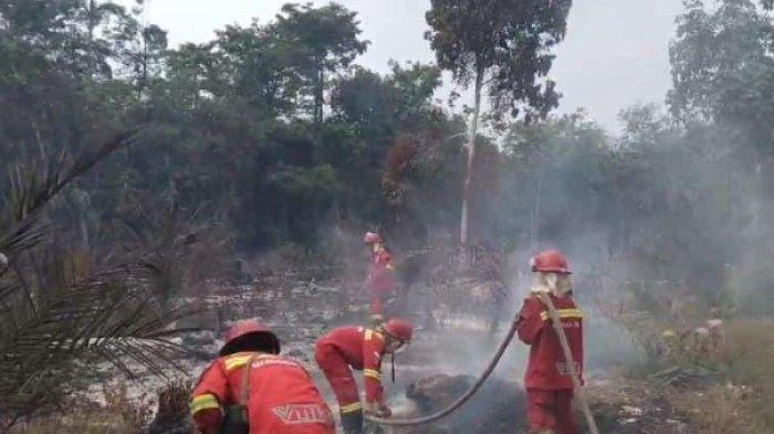 3 hektare lahan sawit milik masyarakat di Desa Payo Lebar, Kecamatan Singkut, Kabupaten Sarolangun terbakar Sabtu (24/8/24)