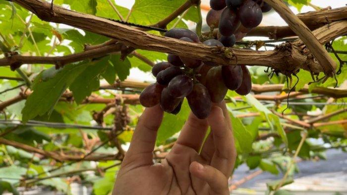 Agrowisata Anggur Bang Raden berada Jalan Pakuan Baru, Kecamatan Jambi Selatan, Kota Jambi.