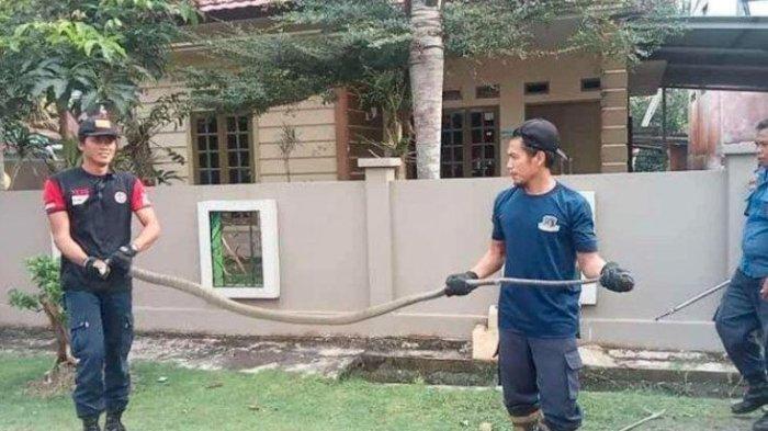 TANGKAP ULAR - Foto arsip Suharman, petugas pemadam kebakaran saat menaklukkan ular di pemukiman warga. Ia kerap mengamalkan ayat Alquran saat menangkap King Kobra 4 meter, Kamis (17/4/2025).
