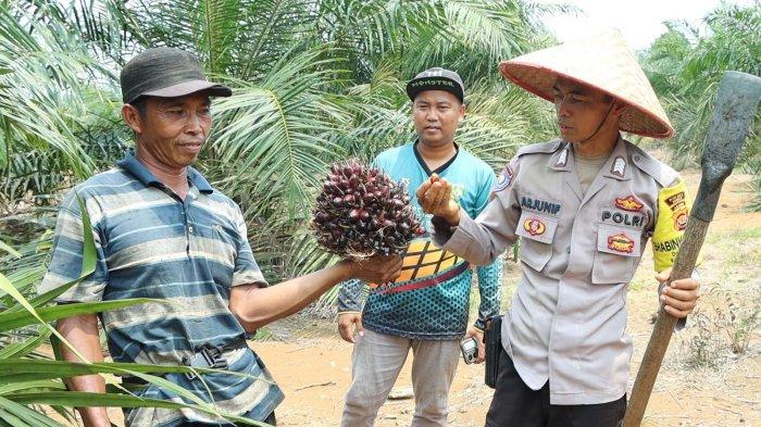 BRIPKA ARJUNIF, Bhabinkamtibmas, bersama petani kelapa sawit di Desa Sepunggur, Kecamatan Bathin II Babeko, Kabupaten Bungo, Provinsi Jambi.
