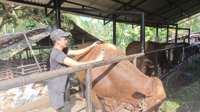 Bruno Sapi Kurban Jokowi untuk Jambi, sedang di bersihkan Fedi Arif