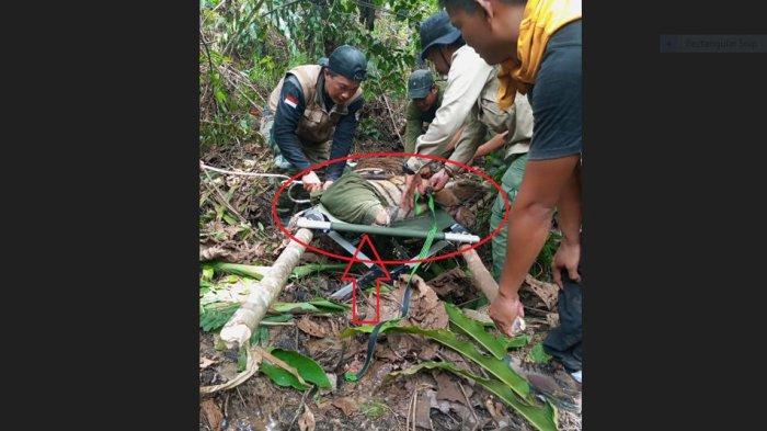 SEEKOR Harimau Sumatra terkena perangkap babi hingga kakinya hampir putus. Rabu (21/5/2025). Lokasi kejadian di Desa Suo-Suo, Kecamatan Sumay, Kabupaten Tebo, Provinsi Jambi.