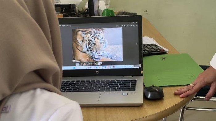 HARIMAU MATI - Harimau Sumatera yang terlilit jeratan di Desa Suo-Suo Kabupaten Tebo, Provinsi Jambi akhirnya mati setelah mendapatkan perawatan selama 28 hari di Tempat Penyelamat Satwa (TPS) Balai Konservasi Sumber Daya Alam (BKSDA) Jambi.