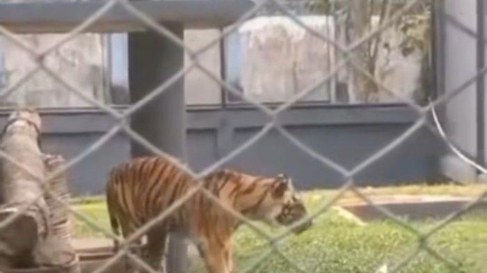 HARIMAU TAMAN RIMBA - Seekor harimau sumatera di kebun binatang Taman Rimbo Jambi tampak kurus dan diviralkan di media sosial, Rabu (12/2/2025).