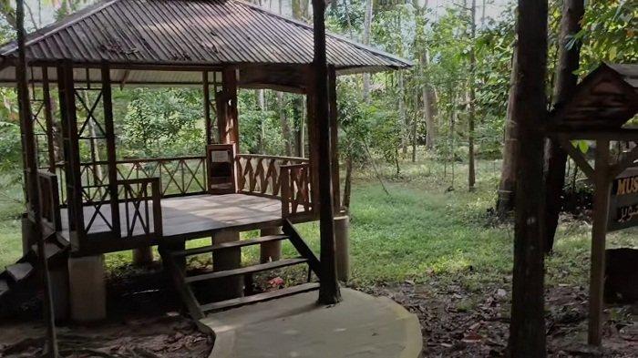 Satu di antara wisata Jambi yang menarik dikunjungi adalah Hutan Pinus.