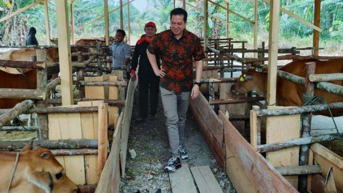 Ihsan Yunus saat meninjau bantuan bibit sapi bagi kelompok tani di Jambi.