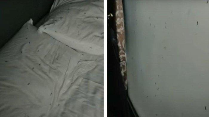 Pria Nginap di Hotel Dipenuhi Serangga