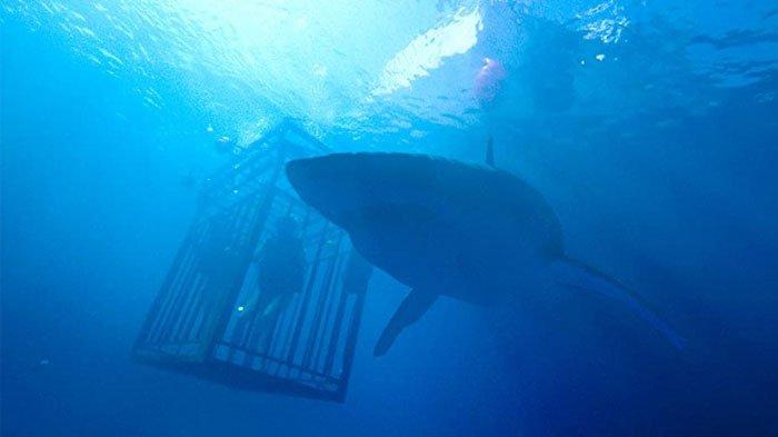 Sinopsis 47 Meters Down tayang 9 September 2022
