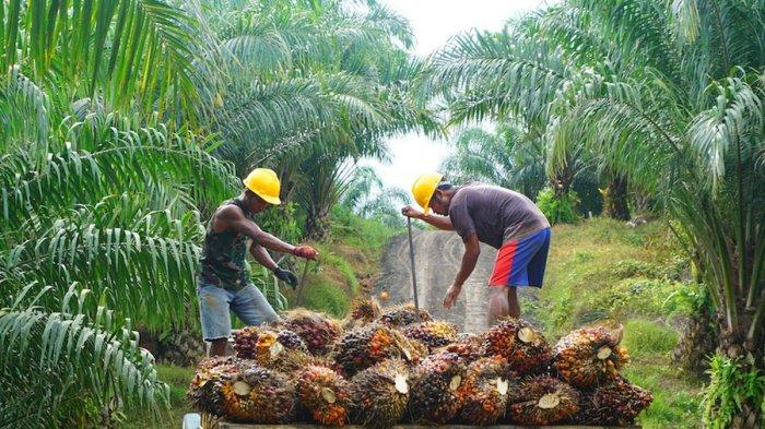 Ilustrasi petani kelapa sawit