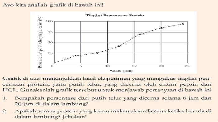 Tingkat Pencernaan Protein