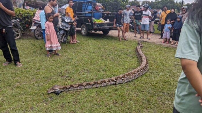 Ular Piton Sepanjang Hampir 8 Meter Diamankan di Gudang Rumah Warga Sungai Buluh Batanghari