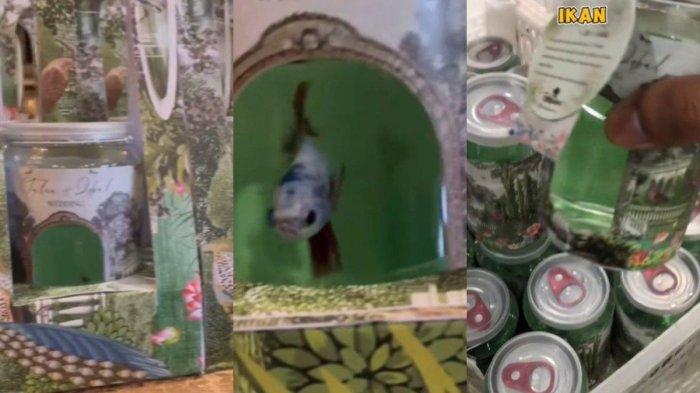 Viral ikan cupang jadi souvenir pernikahan.