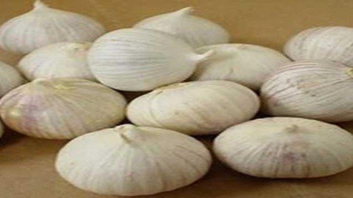 Bawang putih tunggal khasiat alami