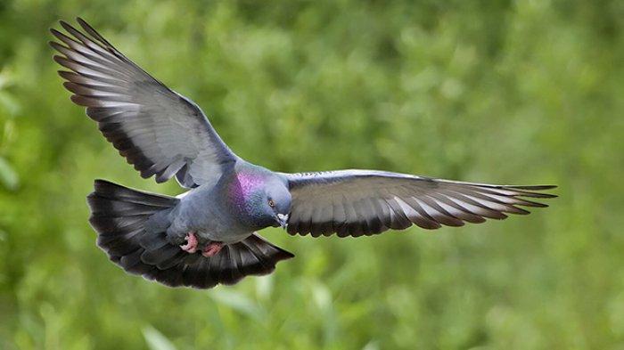 Burung Emprit Luar Negeri: Fenomena Unik dan Menarik di Dunia Burung