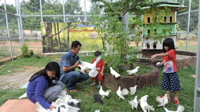 Memberi makan burung di objek wisata Taman Air Kito di KM 11 Desa Pondok Meja, Muaro Jambi.