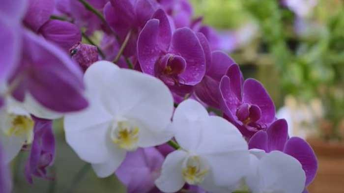 Keindahan Anggrek Mokara Potong Batang untuk Hiasan Interior